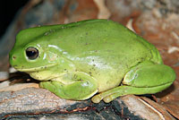 frog