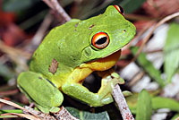 frog