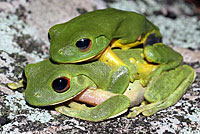 frogs