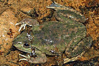 frog