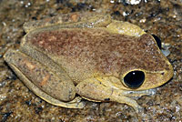 frog