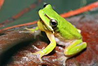 frog