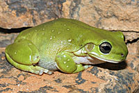 frog