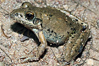 frog