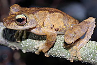 frog