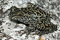 frog