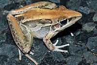 frog