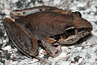 frog