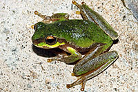 frog