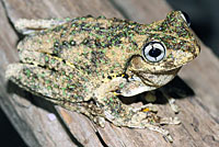frog