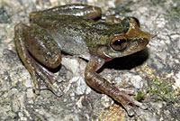 frog