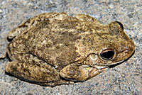 frog