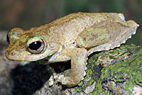 frog