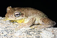 frog