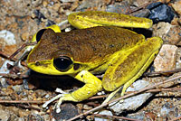 frog