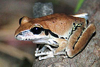 frog