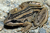 frog