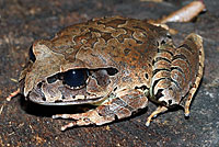 frog