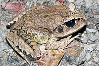 frog