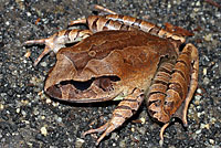 frog