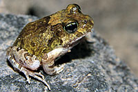 frog