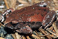 frog