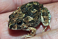 frog