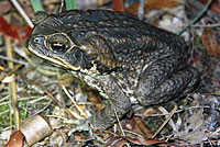 frog