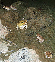 toads