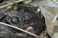 frog
