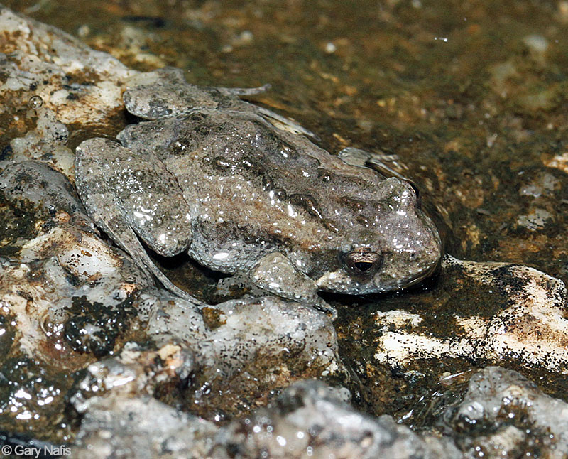Australian Frog