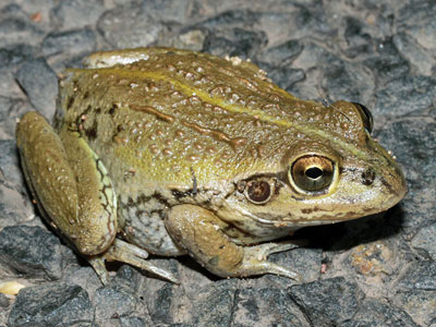 Frog