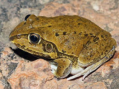 Frog