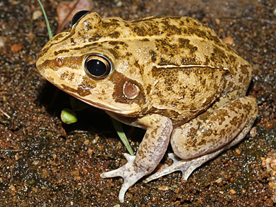 Frog