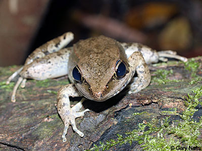 Frog