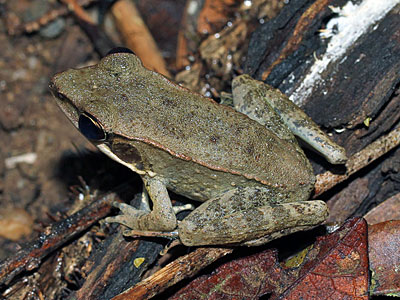 Frog