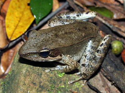 Frog