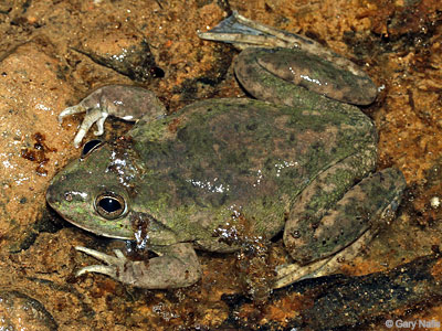 Australian Frog