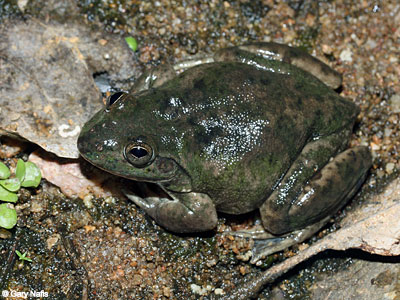 Australian Frog