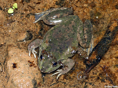 Australian Frog