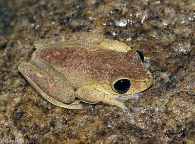 Australian Frog