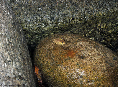 Australian Frog