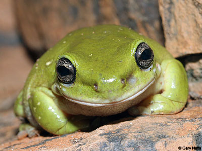 Australian Frog