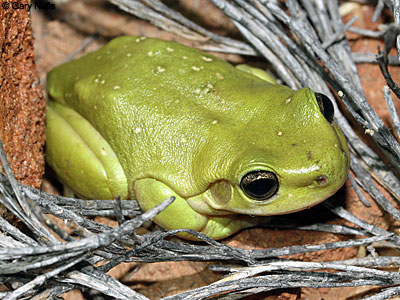 Australian Frog