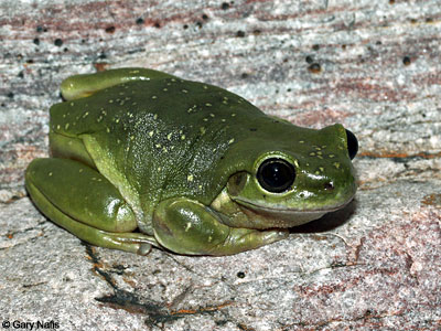 Australian Frog