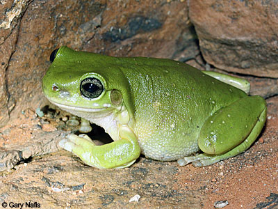 Australian Frog