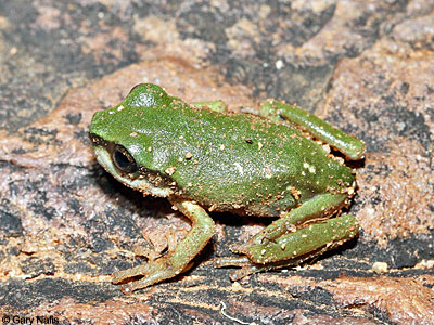 Australian Frog