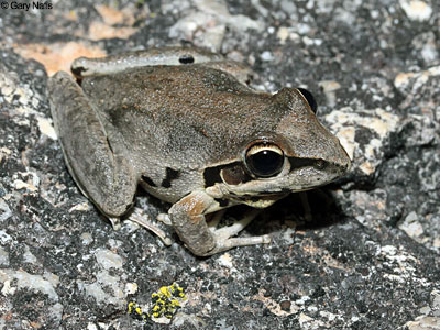 Australian Frog