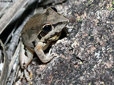 Australian Frog