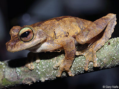 Australian Frog